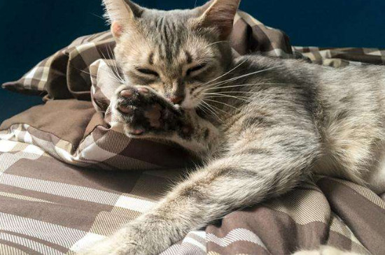 猫口吐白沫但活蹦乱跳