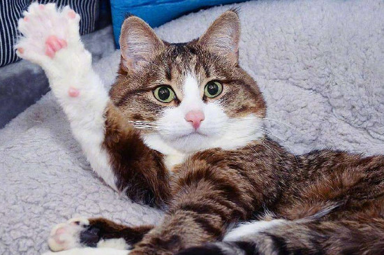 猫后瓜有几个指甲