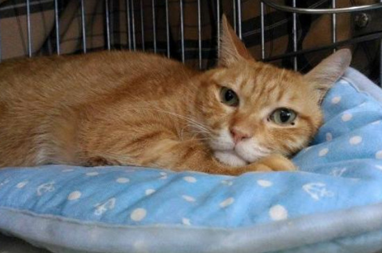 猫咪便秘拉不出来怎么办