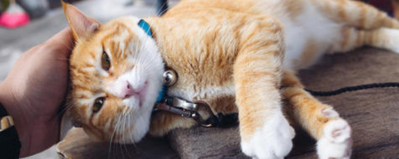 猫会杀主人吗