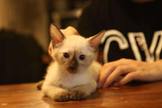猫会杀主人吗
