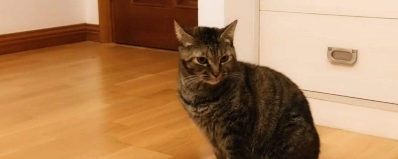 猫咪弓背是什么原因