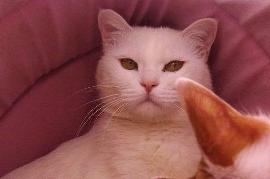 猫杯状病毒多少天能好