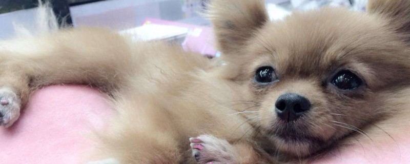 幼犬什么时候打疫苗