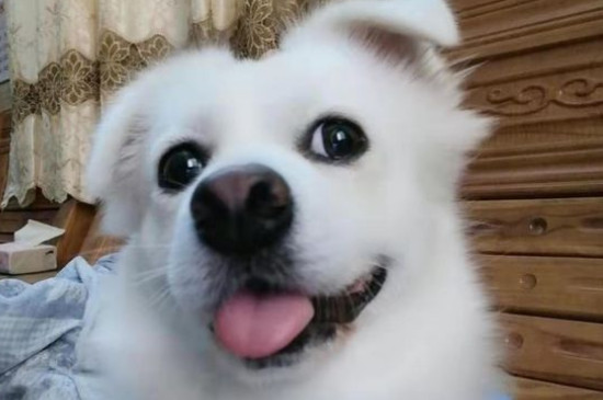 幼犬什么时候打疫苗