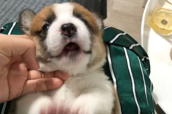 幼犬什么时候打疫苗
