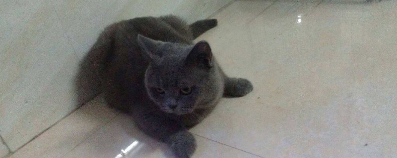 蓝猫怎么养才胖胖的,将蓝猫养肥的技巧
