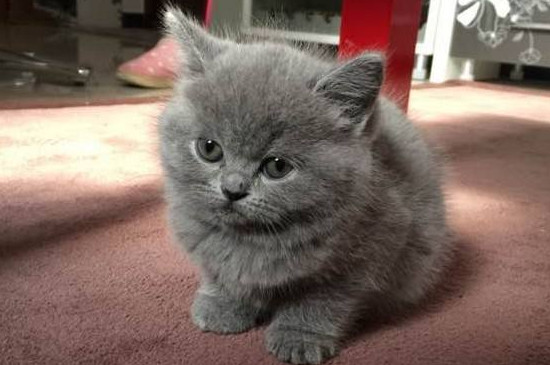 蓝猫怎么养才胖胖的,将蓝猫养肥的技巧