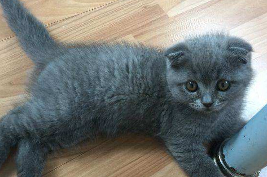 蓝猫怎么养才胖胖的,将蓝猫养肥的技巧