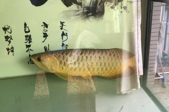 龙鱼趴缸见人就起来