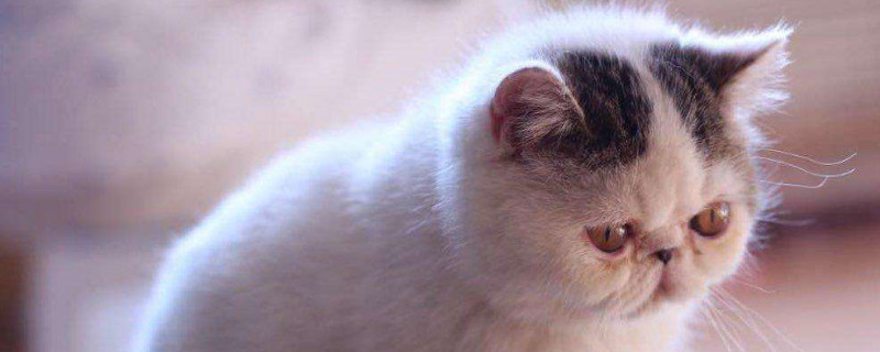 加菲猫鼻子呼吸声音大