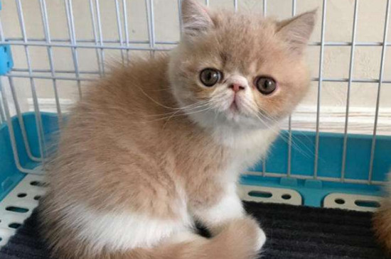 加菲猫鼻子呼吸声音大