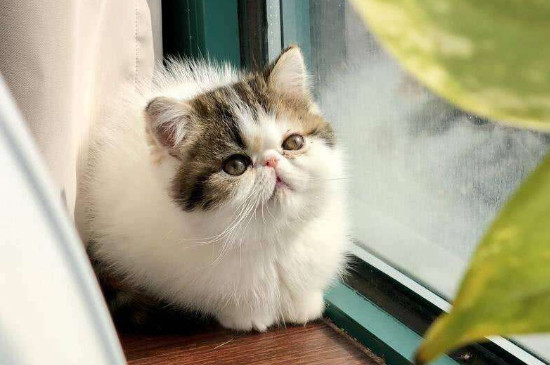 加菲猫鼻子呼吸声音大