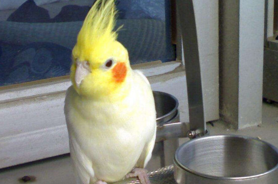 玄凤鹦鹉喜欢人摸哪里