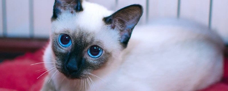猫带头套精神很不好