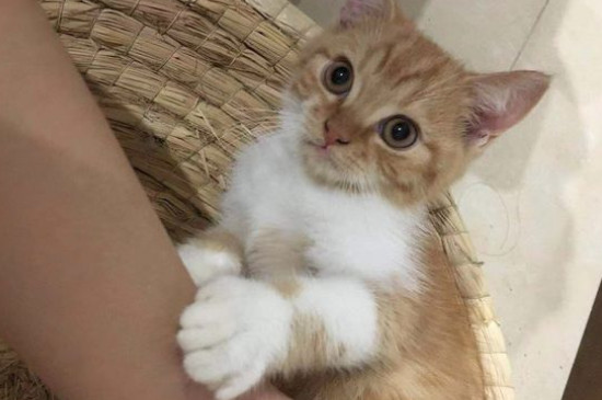 猫带头套精神很不好