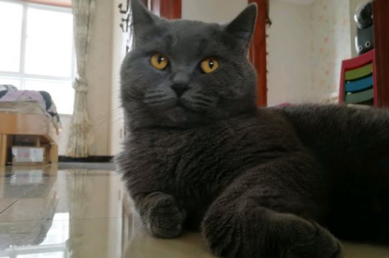猫带头套精神很不好