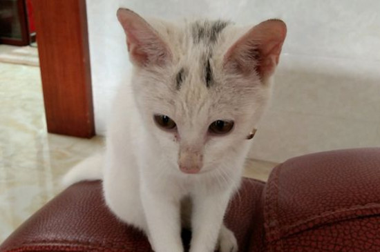 猫体外驱虫后能抱吗