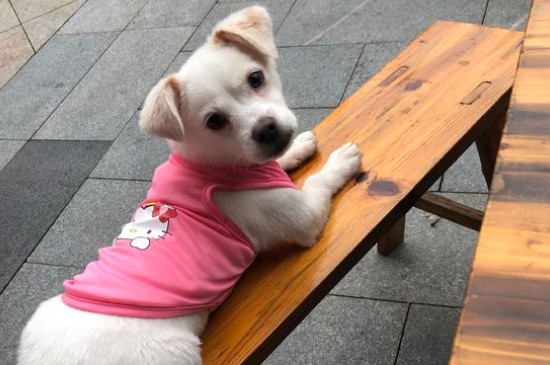 狗阴囊炎的危害