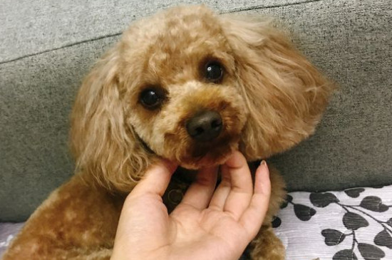 狗阴囊炎的危害