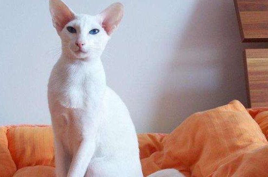 适合家养的小型猫