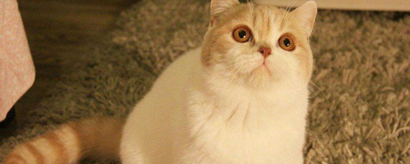 为什么忌讳养猫