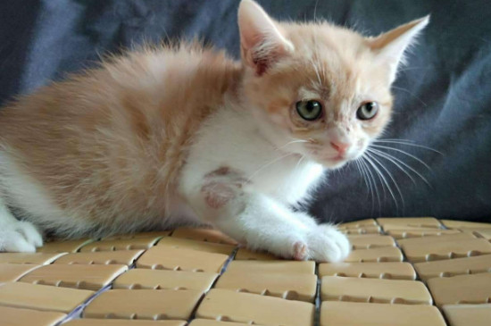 为什么忌讳养猫