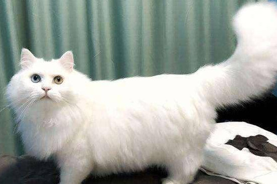 为什么忌讳养猫