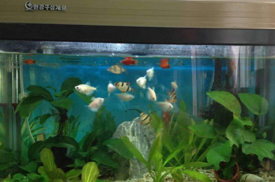 鱼缸杀菌灯有用吗