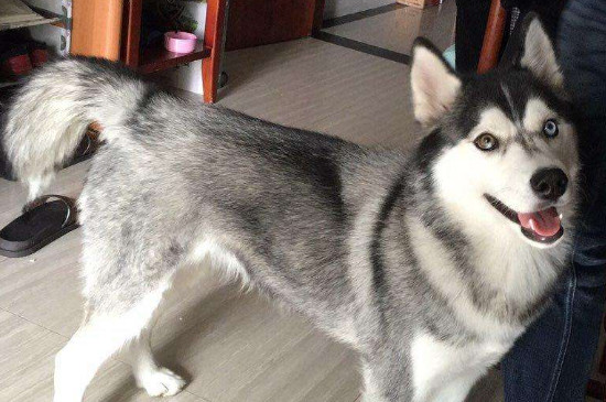 哈士奇家养注意事项