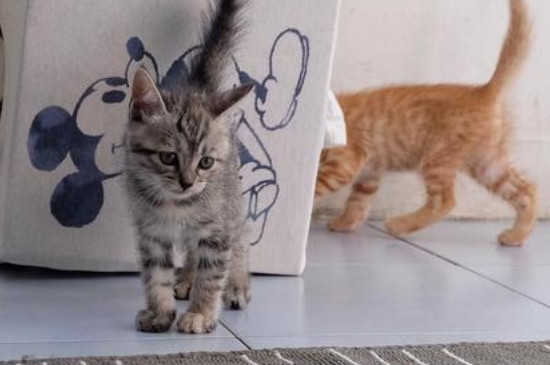 小猫多久断奶送人