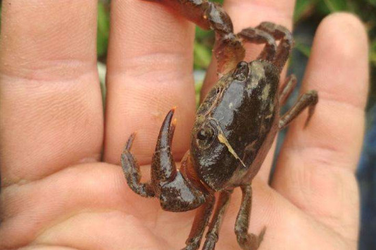 宠物淡水螃蟹怎么养