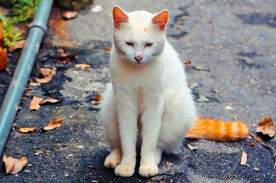 如何让猫咪不到处撒尿，怎样教猫咪不到处拉尿