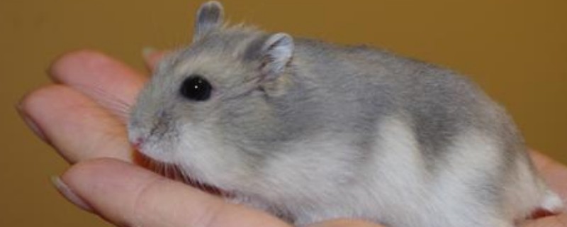 布丁仓鼠能长多大