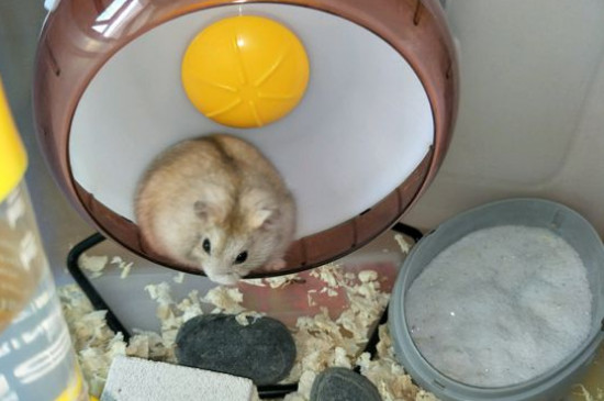 布丁仓鼠能长多大