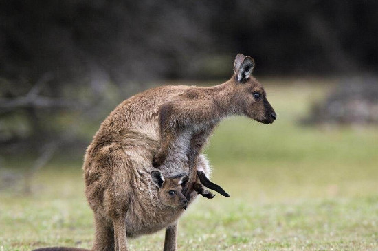 袋鼠袋子脏了怎么办
