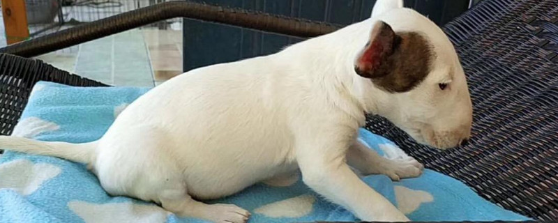 牛头梗为什么得皮肤病