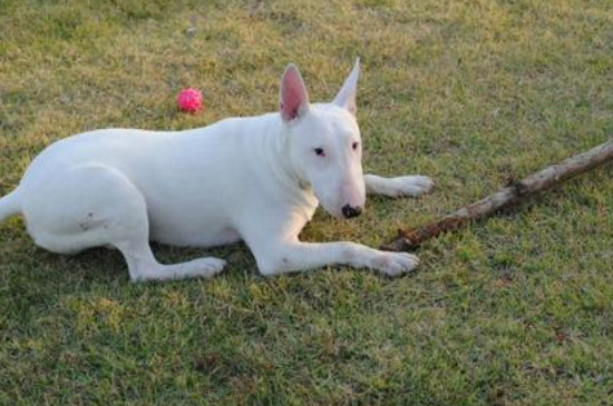 牛头梗为什么得皮肤病