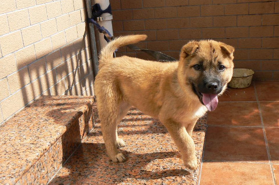 狗打不服怎么办