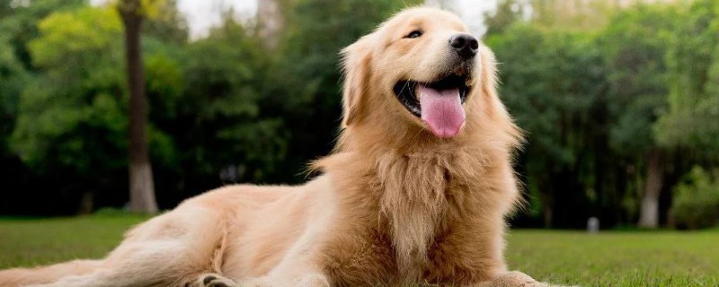 金毛犬性格怎么样,关于金毛的脾气特点介绍
