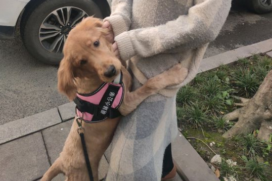 金毛犬性格怎么样,关于金毛的脾气特点介绍