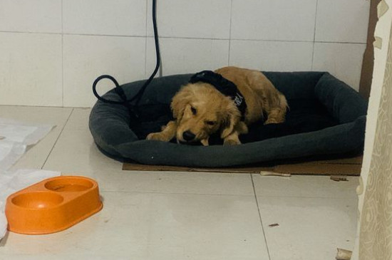 金毛犬性格怎么样,关于金毛的脾气特点介绍