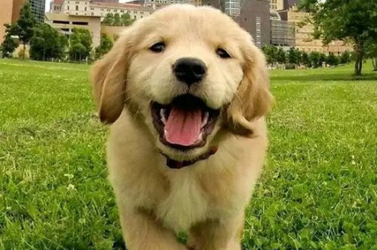 金毛犬性格怎么样,关于金毛的脾气特点介绍