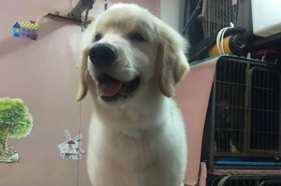 金毛犬性格怎么样,关于金毛的脾气特点介绍