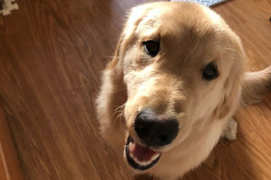 金毛犬性格怎么样,关于金毛的脾气特点介绍