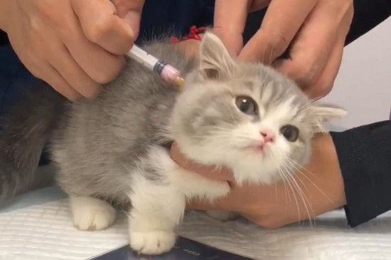 刚出生的猫咪需要打什么针