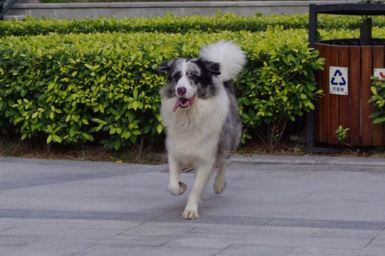边牧陨石什么意思