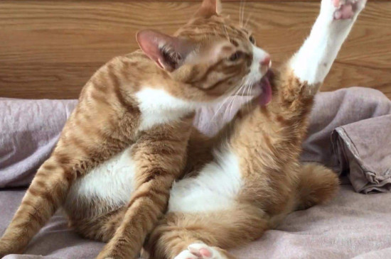 猫舔毛会吃肚子里吗