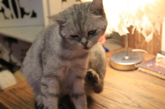 猫屁股对着你是为什么