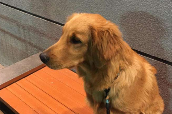 金毛犬性格有什么特点,太兴奋活泼什么时候稳定下来